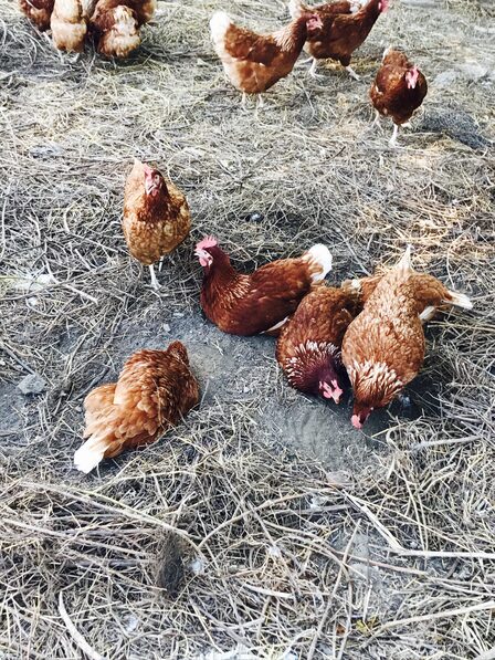 Environment Animal Society Taiwan (3) — sankalpa supported activity