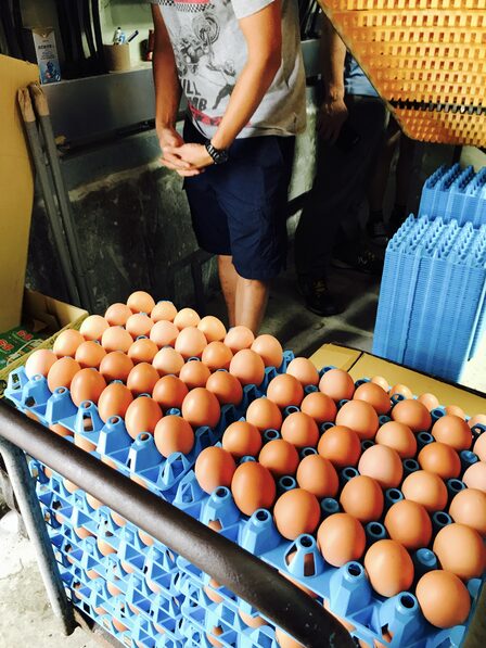 Environment Animal Society Taiwan (9) — sankalpa supported activity