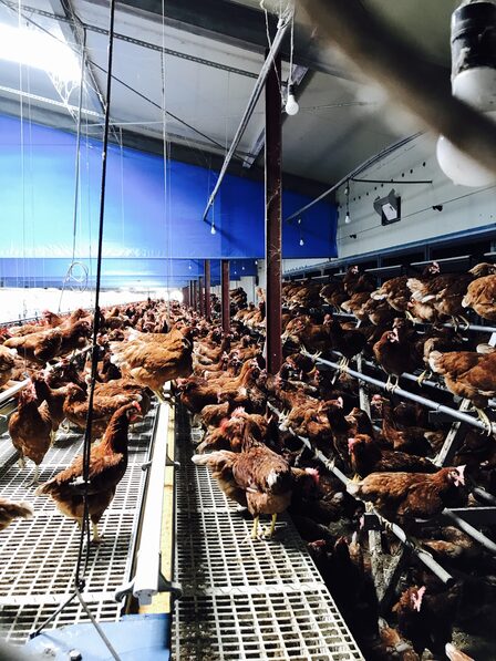 Environment Animal Society Taiwan (5) — sankalpa supported activity