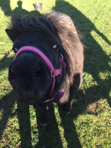 FarmAbility, Equine Interaction & Therapy (4) — sankalpa supported activity