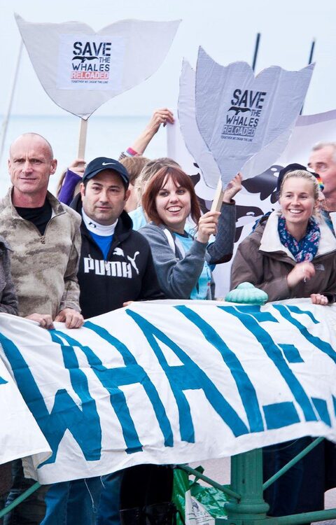 World Cetacean Alliance (WCA) (1) — sankalpa supported activity