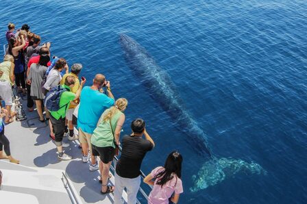 World Cetacean Alliance (WCA) (2) — sankalpa supported activity