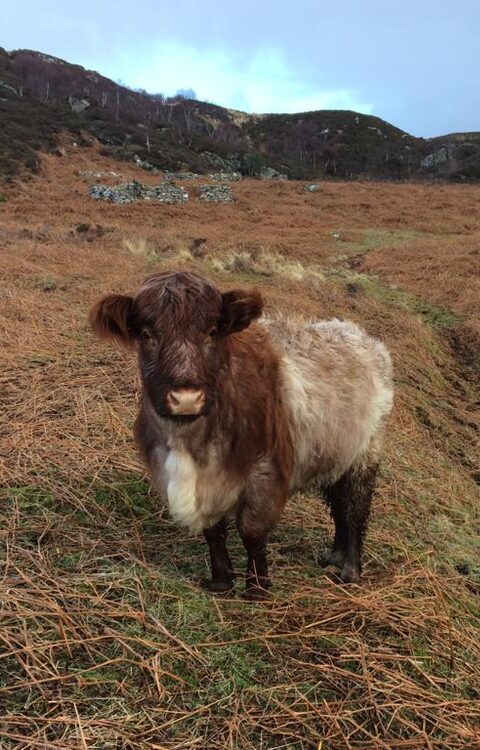 Regenerative Food Systems (2) — sankalpa supported activity